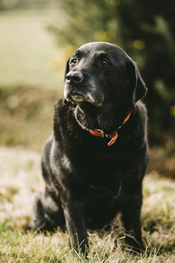 Ein Hund sitzt auf dem Feld. Man erkennt, dass er etwas älter ist, da das dunkle Fell sich stellenweise bereits grau verfärbt hat.