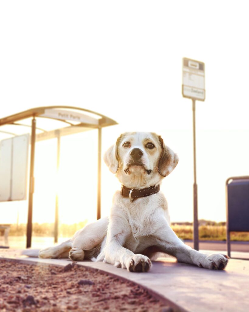 Ein Hund liegt mit gehobenem Kopf aufmerksam schauend an einer Bushaltestelle, im Hintergrund dieht man die Sonne.