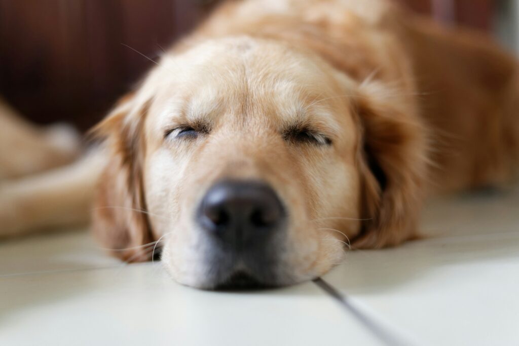 Schlafender Golden Retriever.