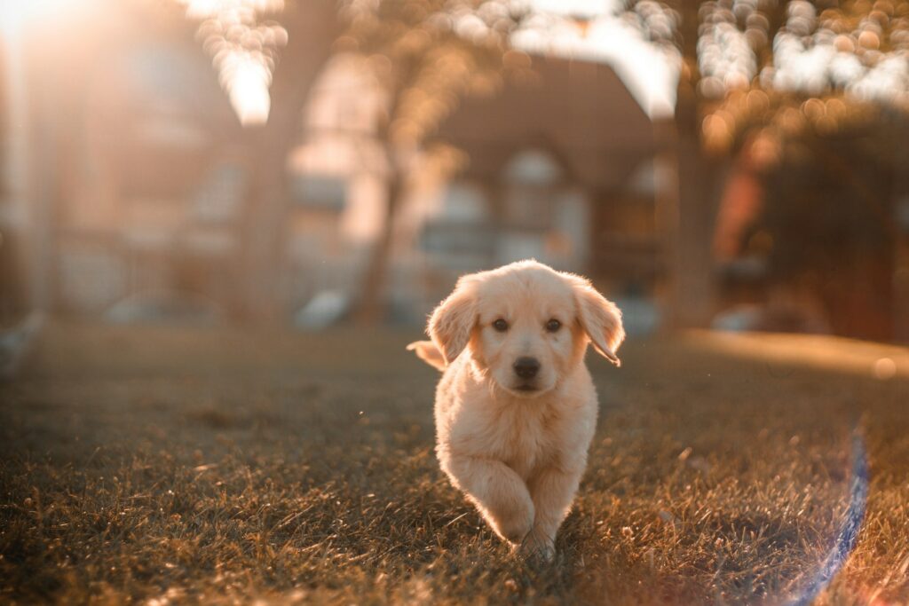 Ein gelber Labrador Welpe auf einem Feld. Er schaut in die Kamera und läuft auf sie zu.