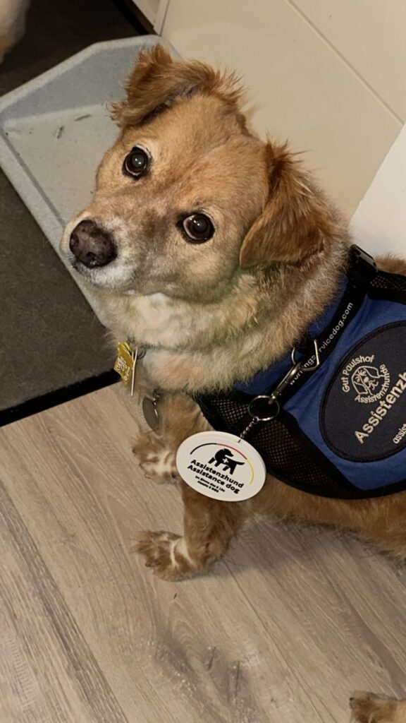 Ein Hund blickt in die Kamera. Er trägt eine Kenndecke, an der das Patch "Assistenzhund" befestigt ist.