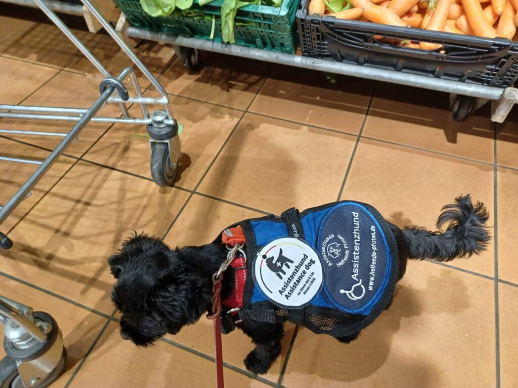 Ein sehr kleiner Hund steht vor Gemüsekisten in einem Supermarkt. Er trägt eine Kenndecke, an der das Patch "Assistenzhund" befestigt ist.